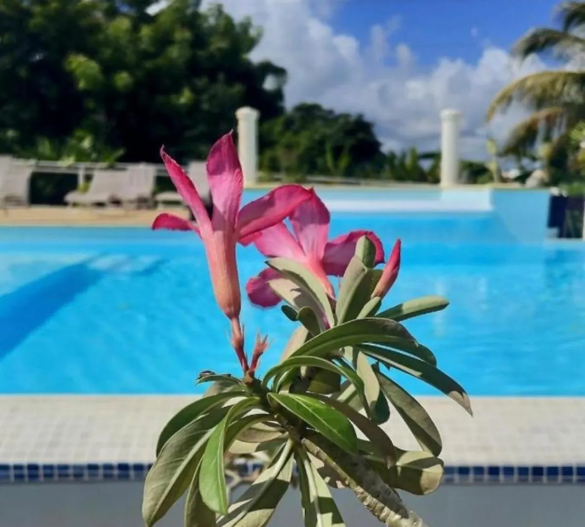 Gite Hibiscus Piscine Partagee Saint-Francois  Saint-Francois (Grande-Terre)